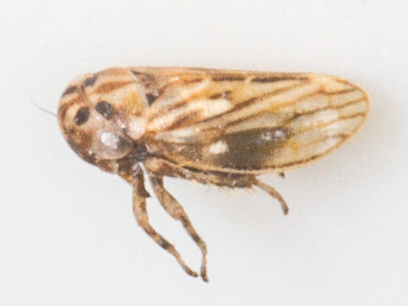 Anaceratagallia ribauti